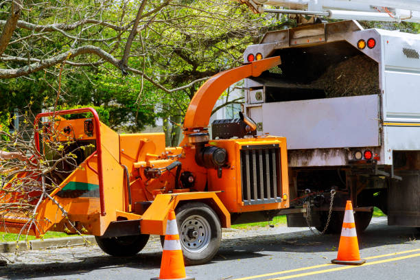 Best Root Management and Removal  in Dilkon, AZ