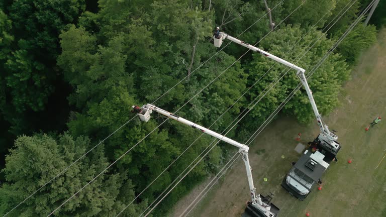 Dilkon, AZ Tree Removal Company